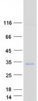 Coomassie blue staining of purified VTI1B protein