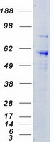 Coomassie blue staining of purified STK39 protein