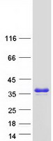 protq9uf11 phr1 plekhb1 human recombinant protein
