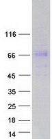 protq9ufp1 gask1a human recombinant protein