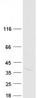 protq9ugb7 miox human recombinant protein