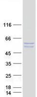 Coomassie blue staining of purified STAP2 protein