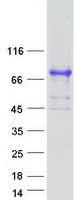 protq9ugp4 limd1 human recombinant protein