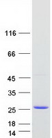 Coomassie blue staining of purified CACFD1 protein