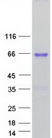 Coomassie blue staining of purified HMGXB4 protein