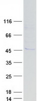 protq9uh62 armcx3 human recombinant protein