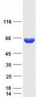 protq9uh77 klhl3 human recombinant protein