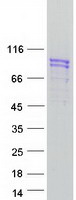 protq9uh99 sun2 human recombinant protein