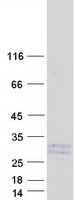 protq9uhd0 il19 human recombinant protein