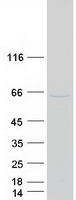 protq9uhg0 dcdc2 human recombinant protein