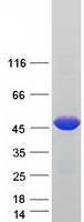 Coomassie blue staining of purified NARF protein