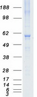Coomassie blue staining of purified NRBP1 protein