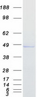 protq9ui42 cpa4 human recombinant protein