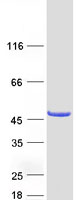 protq9uia0 pscd4 cyth4 human recombinant protein