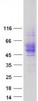 Coomassie blue staining of purified CD84 protein