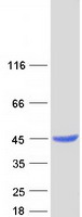 protq9uic8 lcmt1 human recombinant protein