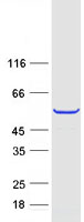 protq9uif3 tekt2 human recombinant protein