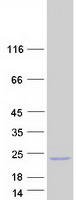 protq9uig5 psors1c1 human recombinant protein
