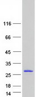 protq9uii6 dusp13 human recombinant protein