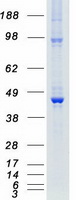 protq9uik4 dap kinase 2 dapk2 human recombinant protein