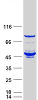 protq9uim3 fkbpl human recombinant protein