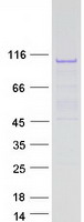 protq9uiu6 six homeobox 4 six4 human recombinant protein