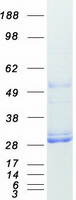 protq9uj68 msra human recombinant protein