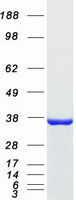 Coomassie blue staining of purified ANXA10 protein