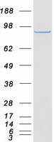 protq9ujc3 hook1 human recombinant protein
