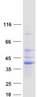 protq9ujd0 rims3 human recombinant protein