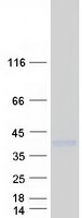 Coomassie blue staining of purified LAMP5 protein