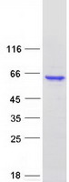 protq9ujx0 osgin1 human recombinant protein