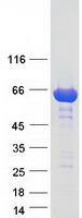 protq9ujy5 gga1 human recombinant protein