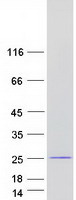 protq9uk33 znf580 human recombinant protein