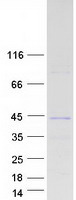Coomassie blue staining of purified ING1 protein