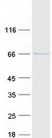 protq9uk99 fbxo3 human recombinant protein