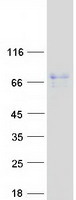 protq9ukd1 gmeb2 human recombinant protein