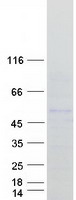 protq9uki9 pou2f3 human recombinant protein