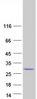 protq9ukl6 pctp human recombinant protein