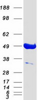 protq9uks6 pacsin3 human recombinant protein