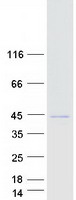 Coomassie blue staining of purified FBXO4 protein
