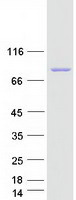 protq9uku0 acsl6 human recombinant protein
