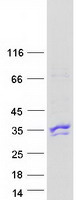protq9ukw4 vav3 human recombinant protein