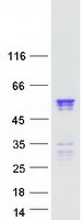 Coomassie blue staining of purified NUP50 protein