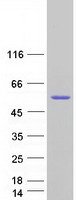 Coomassie blue staining of purified BAG5 protein
