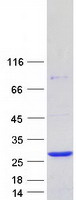 protq9ul26 rab22a human recombinant protein