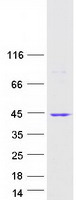 protq9ul40 znf346 human recombinant protein