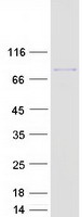 protq9ul63 mkln1 human recombinant protein