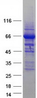 protq9ulc5 acsl5 human recombinant protein
