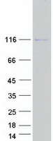 protq9uld6 pdzd6 intu human recombinant protein